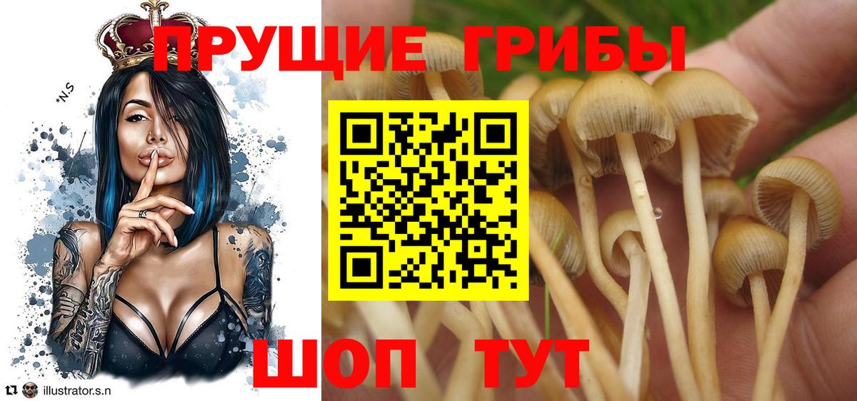 Галлюциногенные грибы Psilocybe Воронеж